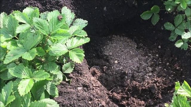 10 кг малины с одного куста! Малиновое дерево.