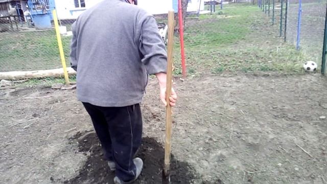 Высадка саженцев яблони. Как посадить яблоню.  Посадка яблони весной. ЯБЛОНЕВЫЙ САД.
