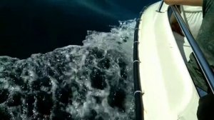 Гагра. Абхазия 2019. Пансионат Нарт. Встреча с дельфинами в открытом море