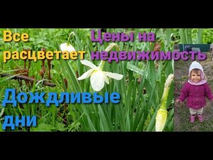 Всё цветёт. Цены на недвижимость. Дождливые дни.