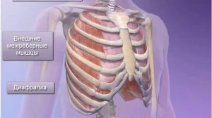 Процесс дыхания