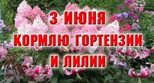3 июня. Подкормка гортензий и лилий
