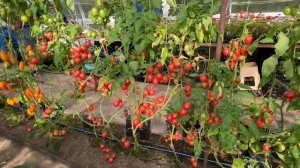 Лучший Томат-Черри : "Джек Пот F1" (22 августа)