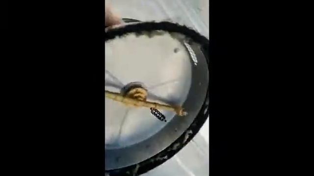 Сравнение эффекта от грязевой фрезы и полотера Karcher