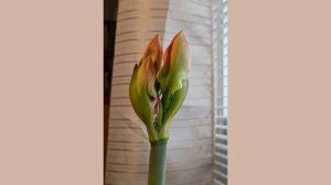 Amaryllis bloom 60FPS