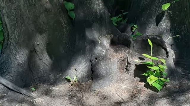 EKOloğiskaisES | экология | дети снимают смотреть онлайн