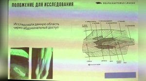 Ультразвуковая диагностика почек у белух Delphinapterus Leucas