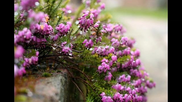 КАРТА ВЕРЕСКА. Пророчество #НаянаБелосвет смотреть онлайн