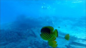 дайвинг в хургаде (место Утонувшего Корабля)