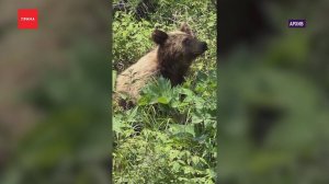 Трех медведей застрелили полицейские в районе Базаихи