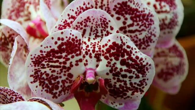 Орхидея мелодия фото и описание Орхидея мелодия фото и описание