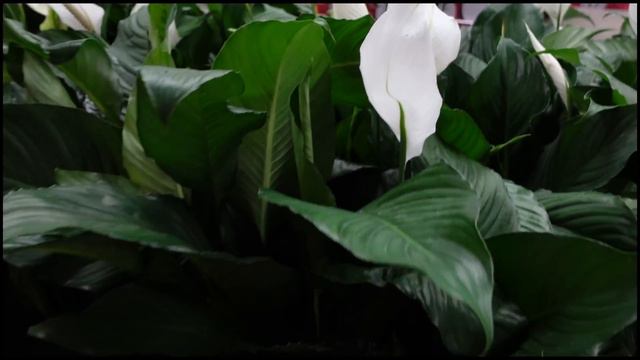 Plant Shopping! 2 Locations! Variegated Alocasia at Home Depot? Chameleon ZZ! Herb Creek Rare Plant смотреть онлайн