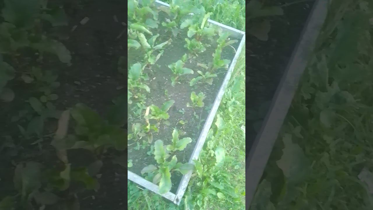 пересаженная свёкла прижилась #деревенскаяжизнь #огород #природноеземледелие #дача