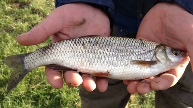 Самая редкая речная рыба, которой становится все меньше в водоемах..