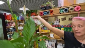 Спатифиллум Бинго Купидо - крупноцветковый спатифиллум | Цветок женское счастье. Обзор сорта