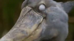 Суббота день Синебота