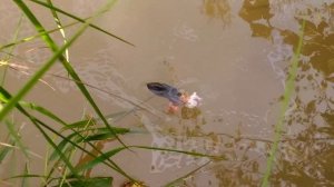 Жук-плавунец vs жирная гусеница