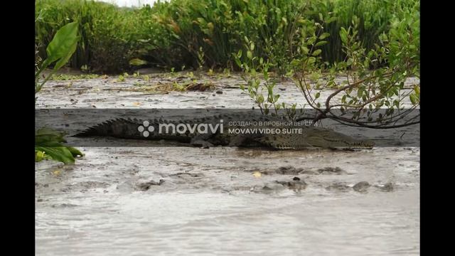 Острорылый крокодил смотреть онлайн