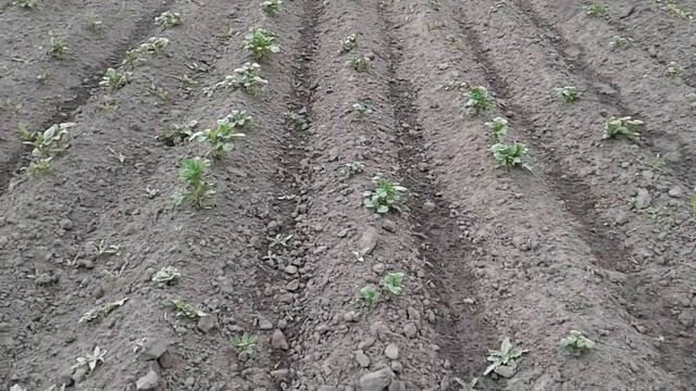 Огортання картоплі . Настройки культиватора смотреть онлайн