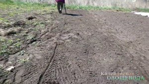 ЭФФЕКТИВНЫЙ СПОСОБ ПОСАДКИ РАННЕЙ КАПУСТЫ