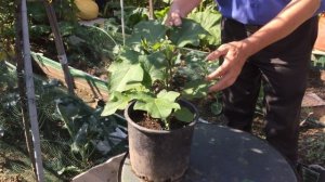 L'albero di Pomodori esiste a San Donato Milanese