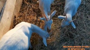 Как определить козу в охоте. Как правильно подготовить козу к покрытию. "Мое Подворье"