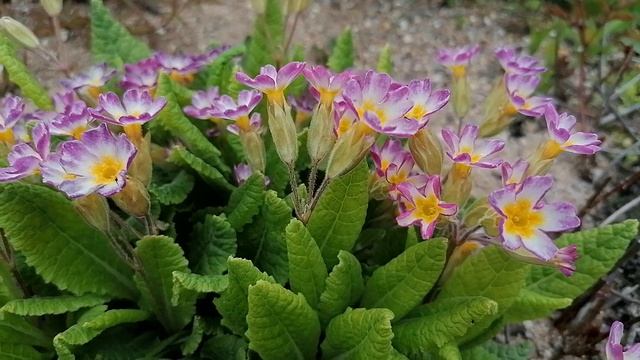 + примула Карпатская (Primula elatior) май 2022.mp4