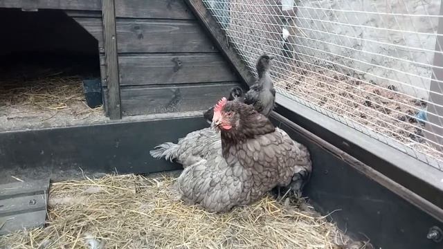 ЗАБОТЛИВАЯ квочка. ЦЫПЛЯТА араукана катаются. Терпение