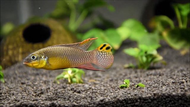 Pelvicachromis Taeniatus Kienke - Брачные игры смотреть онлайн