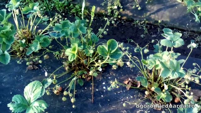 Показываю как плодоносит клубника Витязь и Кент