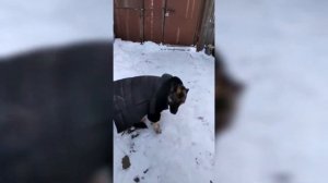 ЧТО ДЕЛАТЬ ЕСЛИ СОБАКА МЁРЗНЕТ ЗИМОЙ? ЛАЙФХАК