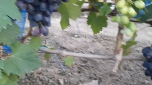 НОВИНКА!!! ГФ Винограда БАРОНЕССА. (Калугин В.М.). 27.08.2023г.