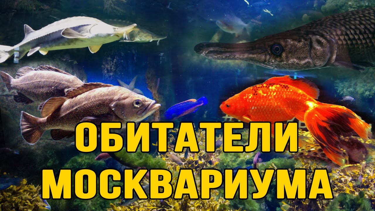 Обитатели Москвариума | ВДНХ | Москва