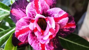 Адениум сорта The Secret of Victoria, цветение