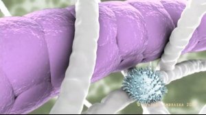 ЛИМФОЦИТЫ (Миграция лимфоцитов)