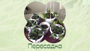Цветы дома. Пересаживаю новые хойи.