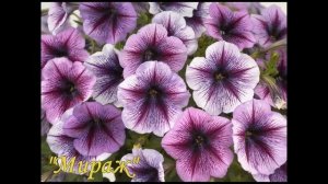 Ампельная петуния. Классификация. Сорта