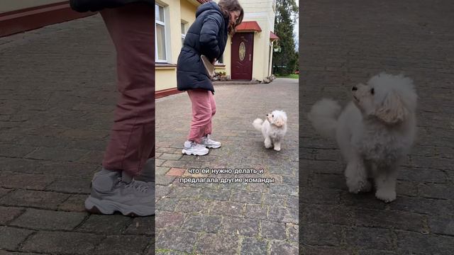 Команда «круть» #собака #dog #poodle #пудель #дрессировка #щенок #тойпудель #toypoodle