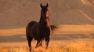 Мустанги (вольные лошади)