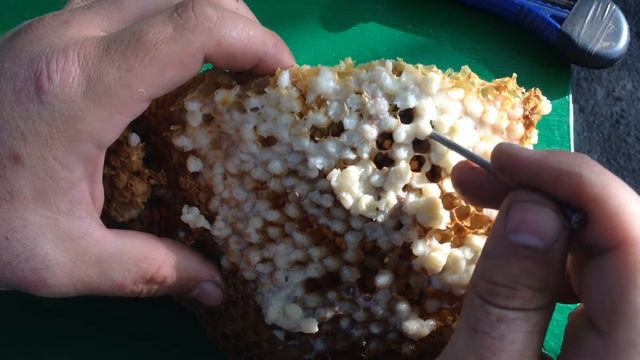 Проверка наличия клеща в расплоде смотреть онлайн