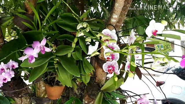 ISSO É UM ESPETÁCULO DA NATUREZA...Muitas orquídeas em uma árvore LINDAS PHALAENOPSIS смотреть онлайн