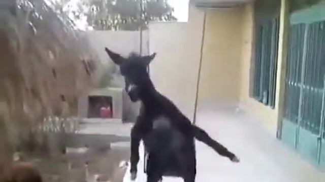 Ну и кто Осёл? смотреть онлайн