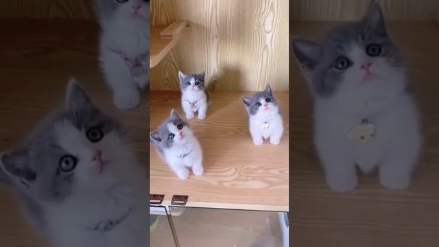 Seals .mp4 смотреть онлайн