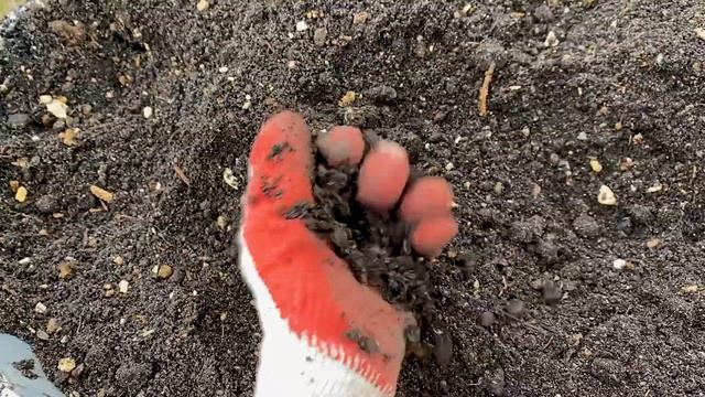 Высаживаю петунии в 30ти литровые пивные кеги смотреть онлайн