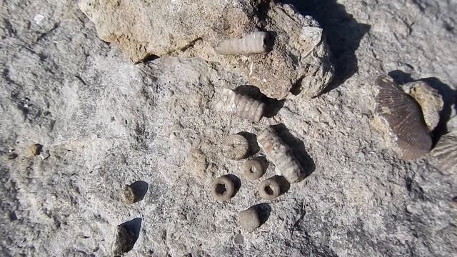 Поиск окаменелостей в известняковом карьере Старого Изборска