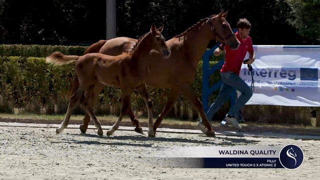 Waldina Quality (United Touch S x Atomic Z) - filly смотреть онлайн
