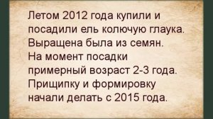 История двух елочек в саду/ Елка обыкновенная лесная/Ель колючая Глаука