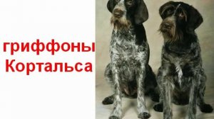 Животные породы собак 2