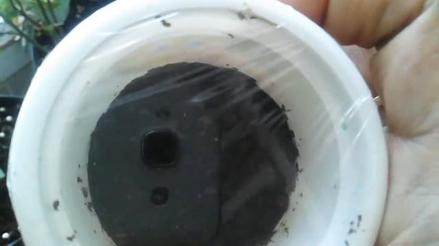 How to grow and care for petunia from seed смотреть онлайн