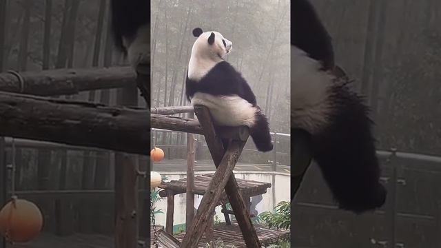 Panda cute tiktok | Panda eating bamboo | Panda cute and funny videos #50